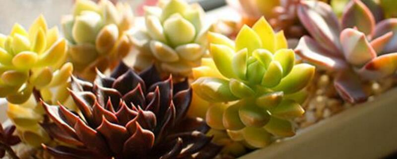 營養(yǎng)土可以種多肉嗎"