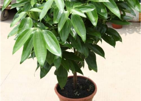 如何給平安樹松土，以樹干為中心、沿周圍輕鏟"