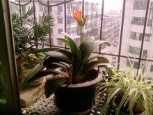 怎樣給君子蘭施肥，過(guò)度施肥會(huì)造成植株?duì)€根或焦枯"