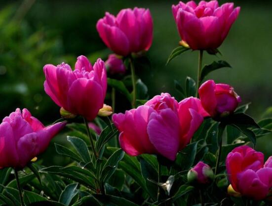 黑芍藥花功效及作用，護膚養(yǎng)顏、養(yǎng)肝護肝、緩解疲勞"