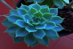 寶石花養(yǎng)殖方法和注意事項，寶石花的四點養(yǎng)護技巧"