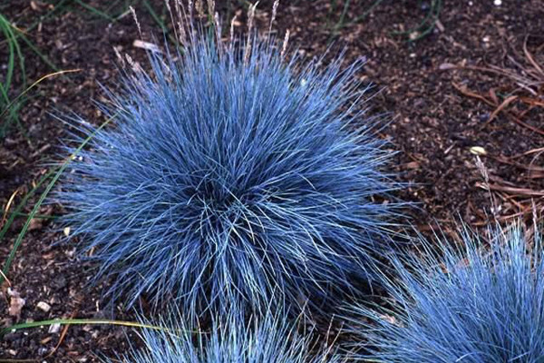 藍(lán)羊茅怎么養(yǎng)，充足明亮的光照可提升觀賞性"