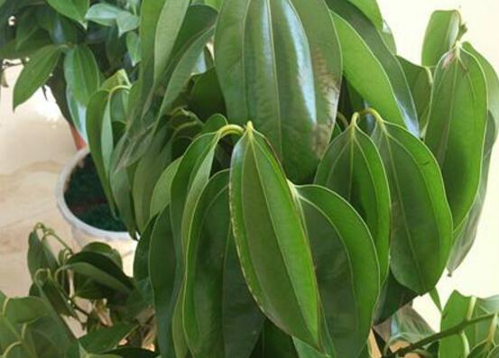 平安樹(shù)圖片大全，凈化空氣，矯正異味"