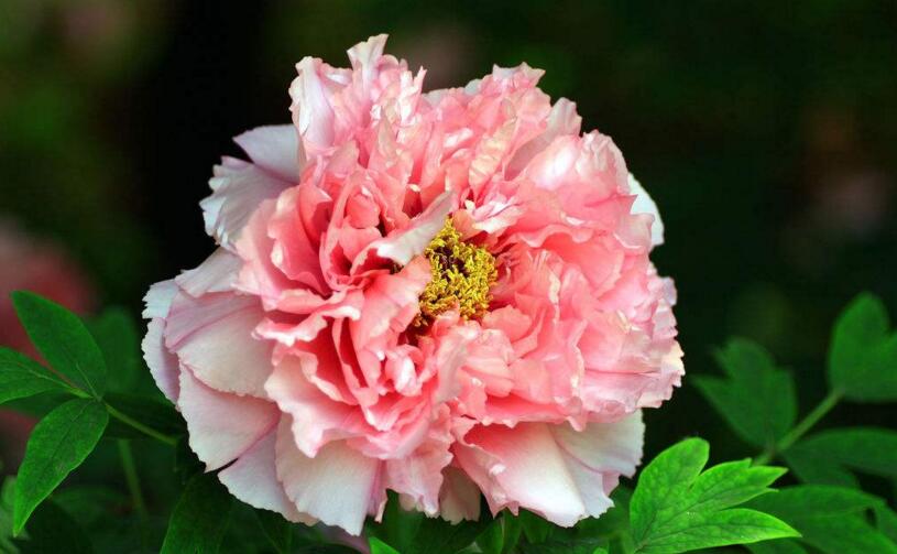 牡丹花送人意義，不同顏色的花有著不同的寓意"