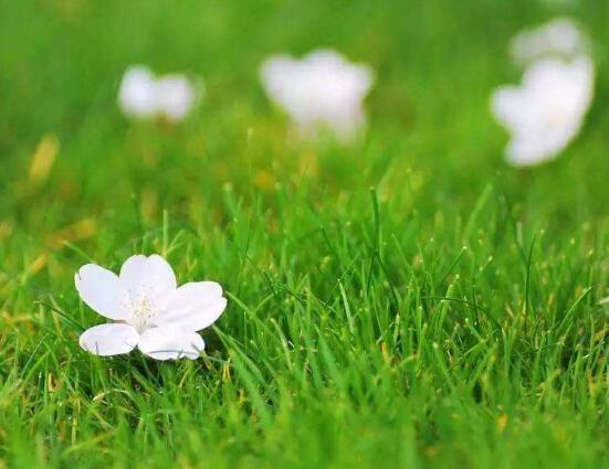 虎頭茉莉怎么修剪，三個簡單方法便可美觀"