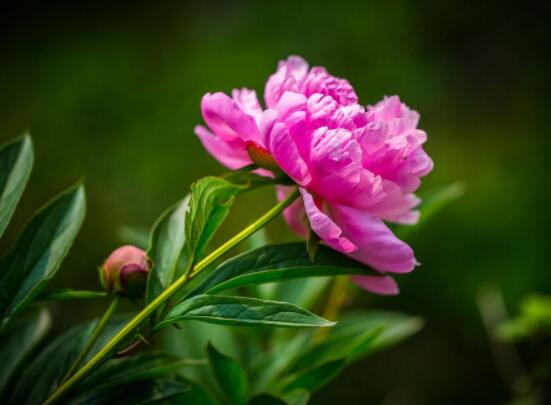 芍藥花什么時候開，每年4-6月就會含苞盛開"