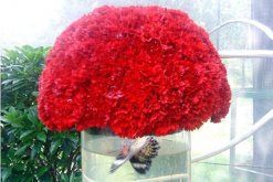 紅色康乃馨花語，祝愿母親健康長壽"