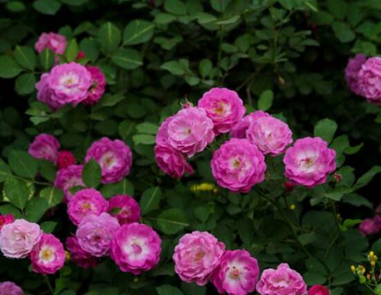 薔薇花繁殖，薔薇花繁殖方法"