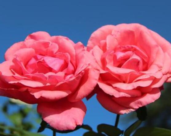 月季花的扦插懶人方法，教你兩種最簡(jiǎn)單繁殖方法(土插與水插)"