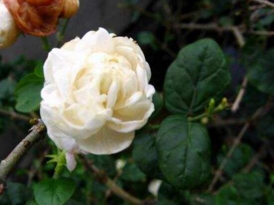 茉莉花品種，茉莉花最受歡迎八大品種"