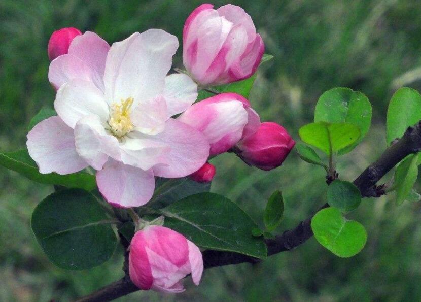 大葉海棠花的養(yǎng)殖方法，要從土壤選擇等4個方面入手"