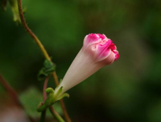 牽?；ㄓ卸締?，牽?；梢栽谑覂?nèi)養(yǎng)嗎