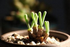 碧光環(huán)多久澆水，不同的季節(jié)對(duì)水分的需求不同"