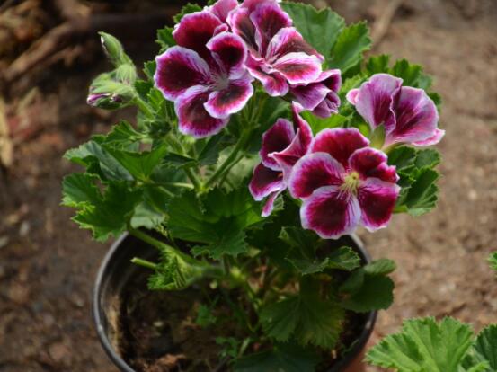 天竺葵葉子黃怎么回事，五種原因以及解決辦法"