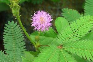 含羞草會(huì)開(kāi)花嗎，含羞草什么時(shí)候開(kāi)花"