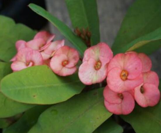 養(yǎng)虎刺梅不吉利嗎，導致全家霉運不斷、影響身體健康"