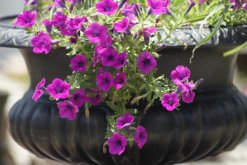 關(guān)于牽牛花的介紹，牽?；ê?jiǎn)介"