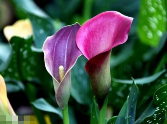 馬蹄蓮的養(yǎng)殖方法圖解，老農(nóng)總結(jié)六點(diǎn)最實(shí)用的基本方法"