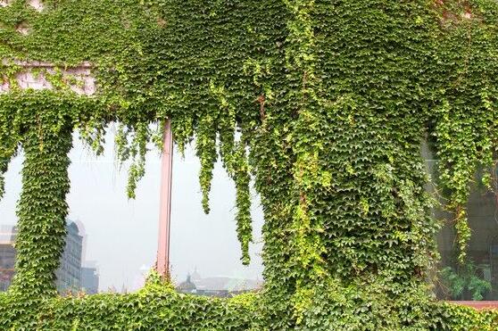 常春藤夏季怎么養(yǎng)，“土肥防曬忌寒”記住六字訣就夠了"