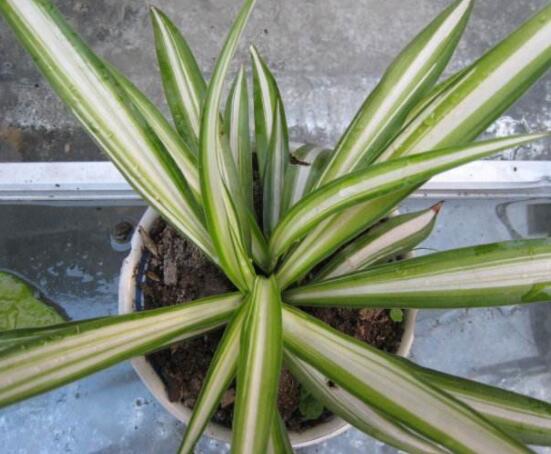 金心吊蘭怎么繁殖，扦插繁殖最為簡單實(shí)用(存活率高)"