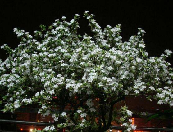 六月雪盆景怎么養(yǎng)，六月雪盆景養(yǎng)殖方法"