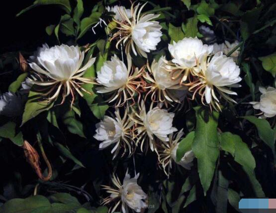 曇花扦插方法圖解，擇兩年生20-30厘米插蕙、扦插土壤深度1/3"