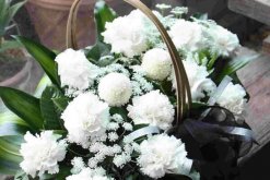 康乃馨幾月份播種，8-9月播種最適合"