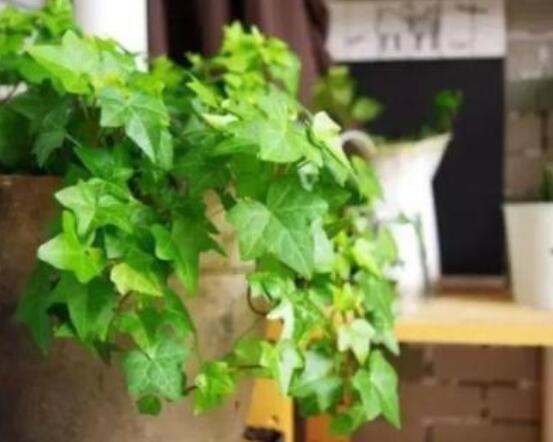 常春藤如何扦插，插蕙盆土剪刀花盆消毒液缺一不可"