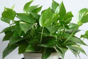 綠蘿需要什么肥料，綠蘿用什么肥料長得快"