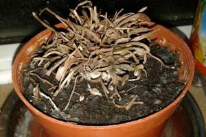 仙客來(lái)爛根怎么辦，仙客來(lái)爛根處理方法"