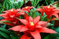 鴻運(yùn)當(dāng)頭怎么養(yǎng)開(kāi)花，5個(gè)要求必須要做到"