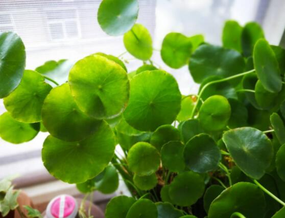 銅錢(qián)草放在臥室好嗎，寓意著家有銅錢(qián)、財(cái)源滾滾"