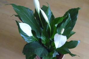 一帆風(fēng)順的品種有哪些，一帆風(fēng)順花品種圖片大全"