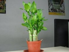 富貴竹怎么養(yǎng)才能更旺盛，富貴竹的養(yǎng)殖方法"