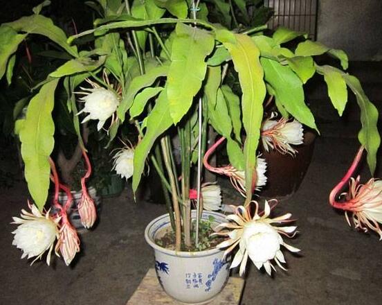 曇花的繁殖方法，盤點(diǎn)最常見的三種繁殖方法(扦插/播種/嫁接)"