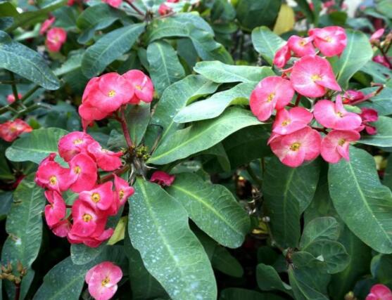 虎刺梅不開花什么原因，老農(nóng)總結(jié)最實(shí)用三種解決方法"