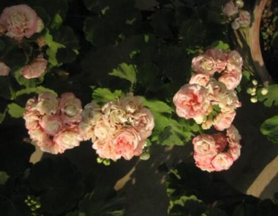 蘋(píng)果天竺葵的養(yǎng)殖方法，老農(nóng)總結(jié)六大最實(shí)用要點(diǎn)"