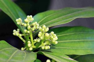 平安樹葉子耷拉怎么辦，適當(dāng)補(bǔ)充光照增施氮肥"