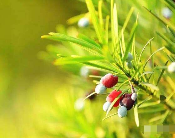紅豆杉的正確食用方法，盤點營養(yǎng)價值最高四種方法"