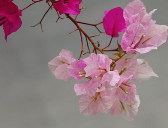 三角梅的資料，花色艷麗/美化環(huán)境、凈化空氣"