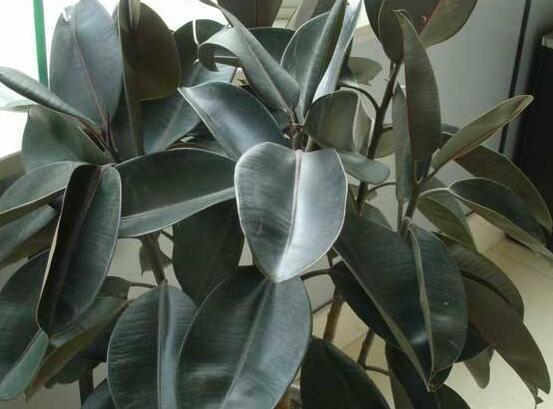 橡皮樹多高怎么去頭，擇理想的高度（生長出芽點(diǎn)）"