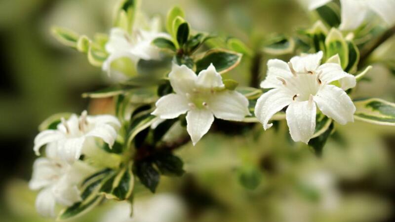 六月雪的養(yǎng)殖方法"