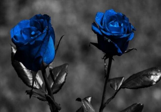 送玫瑰花朵數(shù)的含義，999朵天長地久的愛"