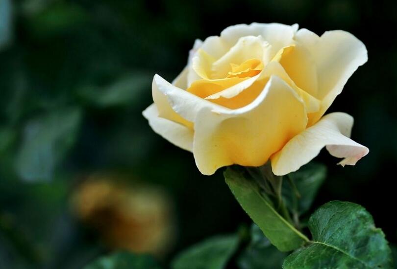 月季花可不可以泡茶，可以喝/但是要注意這些禁忌"