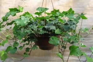 常春藤怎么施肥，常春藤施什么肥好"