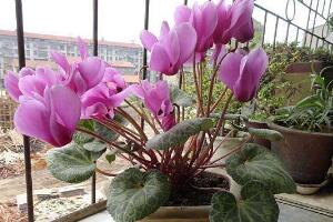 仙客來(lái)花莖發(fā)蔫彎下來(lái)，仙客來(lái)花倒下怎么辦"